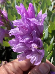 Penstemon barrettiae
