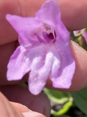 Penstemon barrettiae