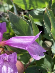 Penstemon barrettiae
