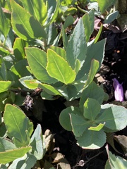 Penstemon barrettiae