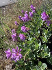 Penstemon barrettiae