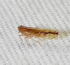 Stenocranus dorsalis