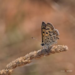 Lycaena bleusei