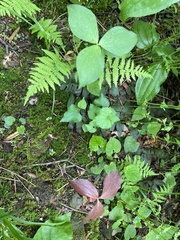 Trillium grandiflorum