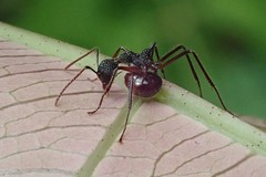 Dolichoderus indrapurensis