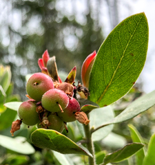 Arctostaphylos columbiana