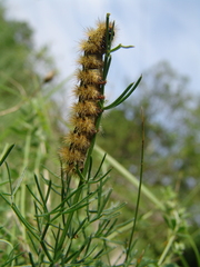 Diacrisia