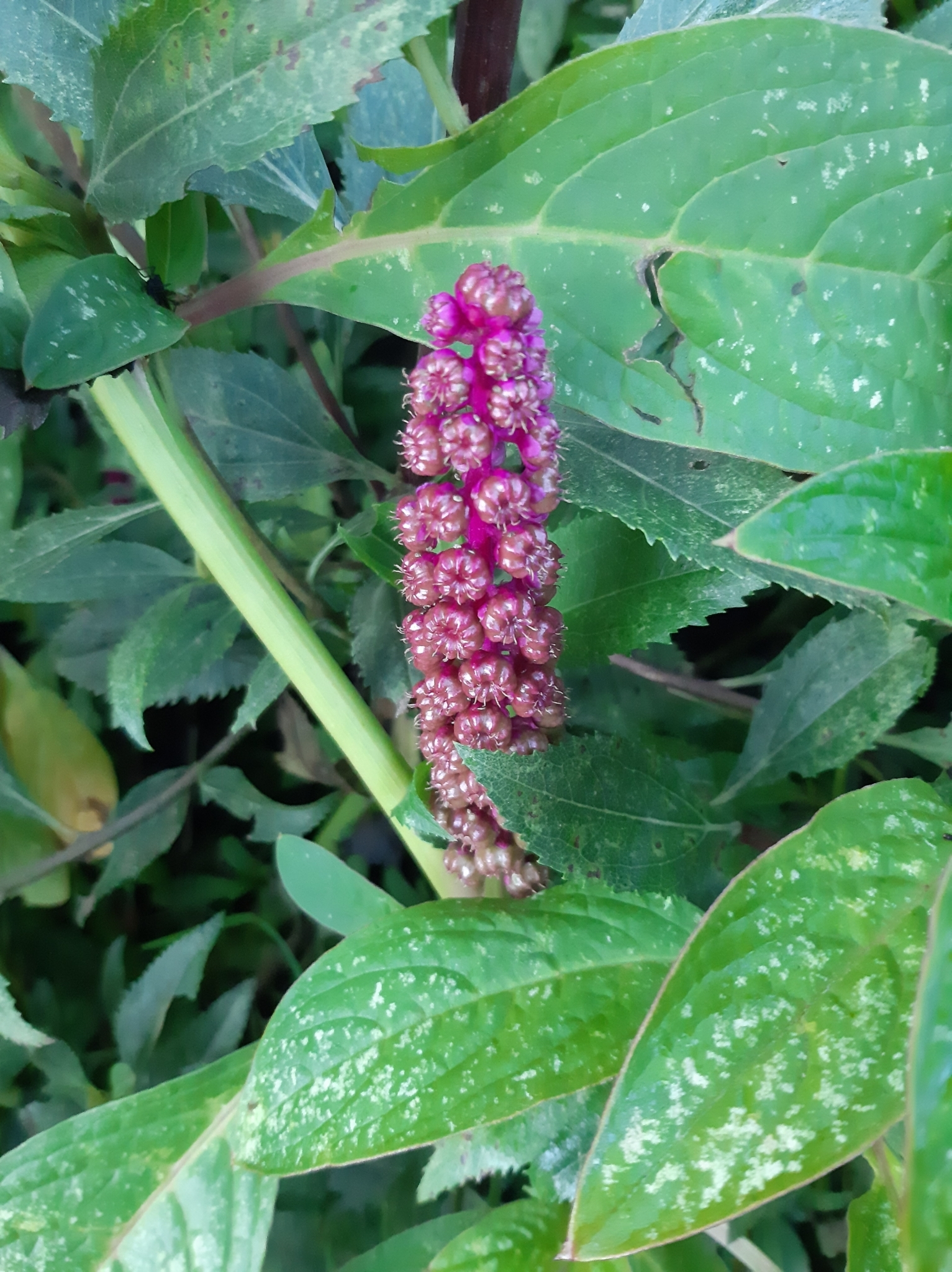 Phytolacca image