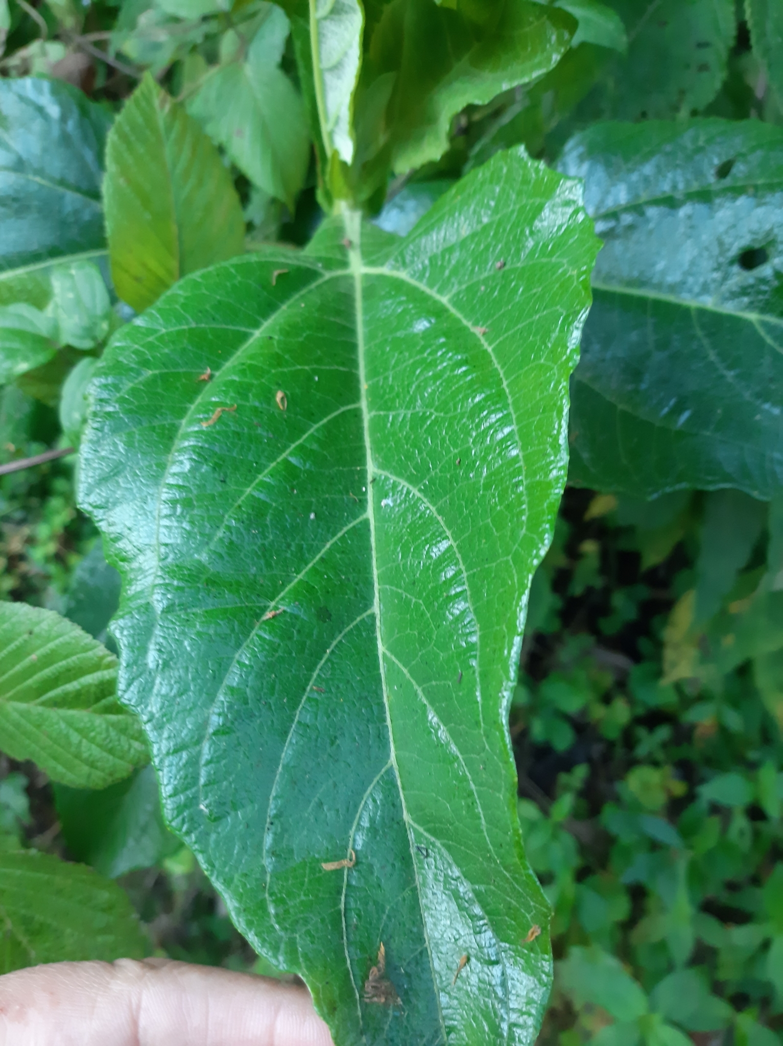 Phytolaccaceae image