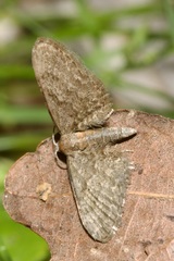 Eupithecia haworthiata