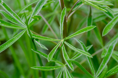 Lupinus sulphureus