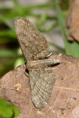 Eupithecia haworthiata