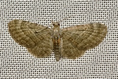 Eupithecia haworthiata