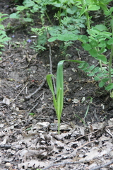 Colchicum umbrosum