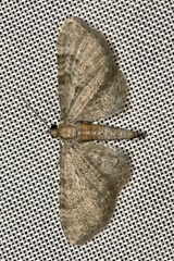 Eupithecia haworthiata