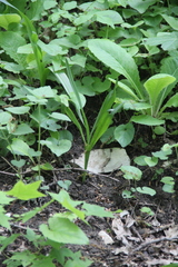 Colchicum umbrosum