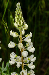 Lupinus sulphureus