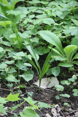 Colchicum umbrosum