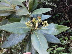 Varronia cylindrostachya