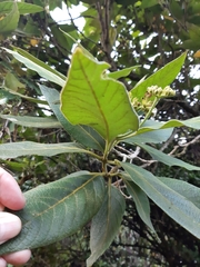 Varronia cylindrostachya