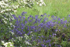 Hyacinthoides non-scripta