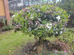 Solanum laxum