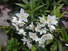 Solanum laxum