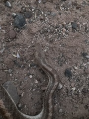 Arizona elegans philipi
