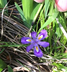 Iris lacustris