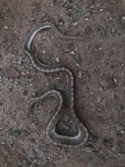 Arizona elegans philipi