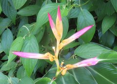 Heliconia schumanniana