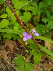 Tradescantia bracteata