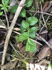 Veronica officinalis