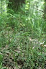 Carex halophila