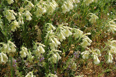 Onosma simplicissima