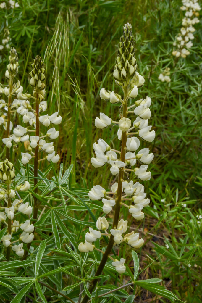 sulphur lupine