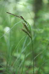 Carex halophila