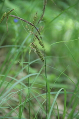 Carex halophila