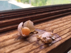 Poecile atricapillus