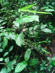 Sherbournieae