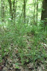 Carex halophila