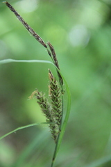 Carex halophila