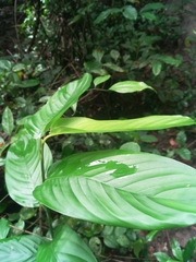 Sherbournieae