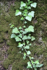Hedera caucasigena