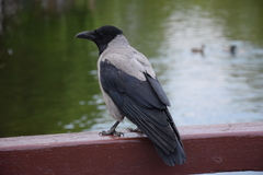 Corvus cornix