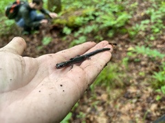 Plethodon montanus