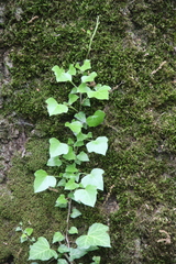 Hedera caucasigena