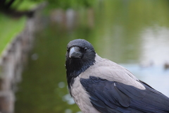 Corvus cornix