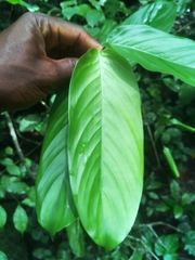 Sherbournieae