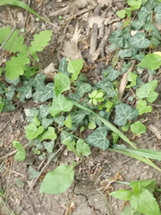 Hedera caucasigena